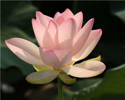 劝病友同念观音菩萨,手术个个顺利成功