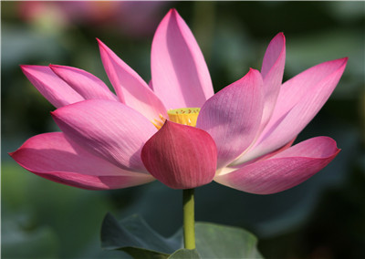 观音菩萨降临法会现场作加持