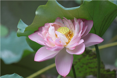 观音菩萨脚踏五彩莲花现全身