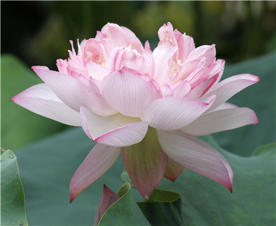 虔诚唱诵观音菩萨圣号,白衣观音显圣云端上