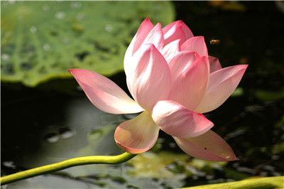 我亲见慈悲庄严的观音菩萨施洒法水