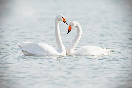 云栖寺双鹅往生记