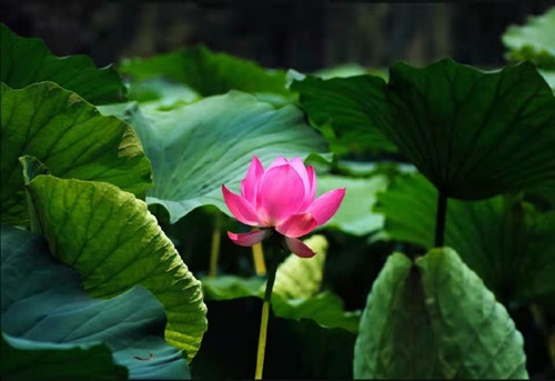 山东百名佛弟子联合救助7万尾鱼苗