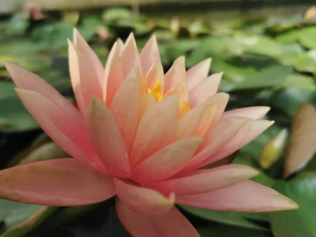 一牛断三人性命的宿世因缘