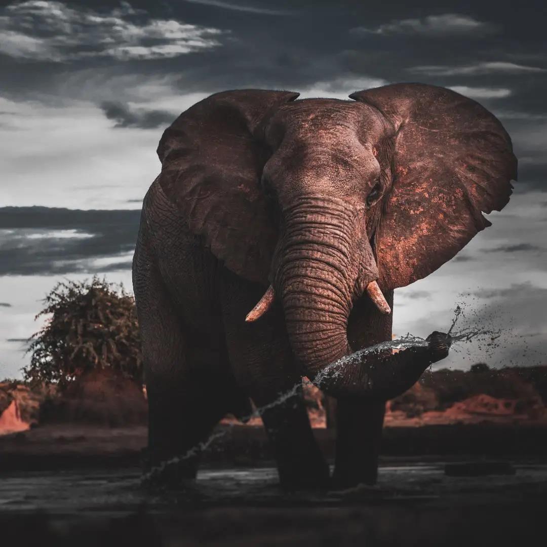 佛教典故 | 战象自拔出淤泥